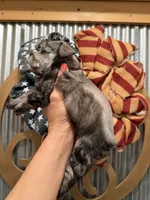 Maddie’s Dana, a female Miniature Schnauzer for sale in Glasgow, KY – 4 of 4
