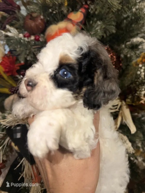 Bailey  – Cockapoo puppy for sale in Glasgow, KY