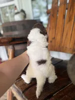 Fred, a male Aussiedoodle for sale in Glasgow, KY – 2 of 2