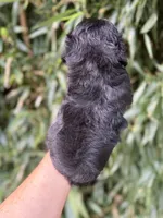 Laney , a female Miniature Schnauzer for sale in Glasgow, KY – 2 of 2