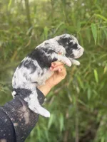 Frank , a male Aussiedoodle for sale in Glasgow, KY – Photo 5 of 5