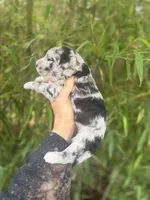 Frank , a male Aussiedoodle for sale in Glasgow, KY – Photo 4 of 5