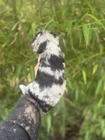 Frank , a male Aussiedoodle for sale in Glasgow, KY – Photo 2 of 5