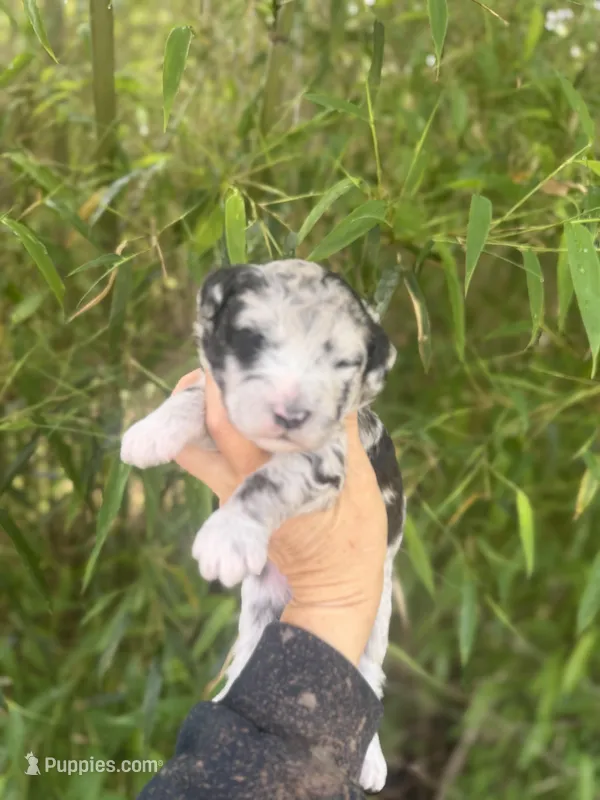 Frank  – Aussiedoodle puppy for sale in Glasgow, KY