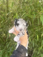 Frank , a male Aussiedoodle for sale in Glasgow, KY – Photo 1 of 5