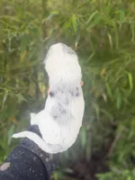 Festus , a male Aussiedoodle for sale in Glasgow, KY – Photo 2 of 7