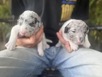 Festus , a male Aussiedoodle for sale in Glasgow, KY – Photo 5 of 7