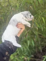 Festus , a male Aussiedoodle for sale in Glasgow, KY – Photo 3 of 7
