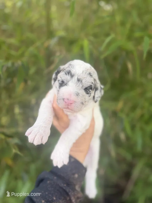 Festus  – Aussiedoodle puppy for sale in Glasgow, KY