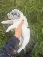 Festus , a male Aussiedoodle for sale in Glasgow, KY – Photo 4 of 7