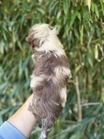 Tilly, a female Miniature Aussiedoodle for sale in Glasgow, KY – 2 of 3
