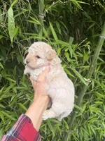  Tom, a male Cockapoo for sale in Glasgow, KY – 3 of 4