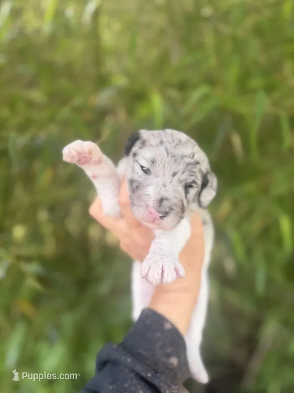 Felix  – Aussiedoodle puppy for sale in Glasgow, KY