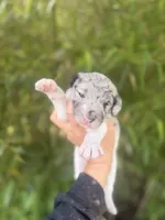 Felix , a male Aussiedoodle for sale in Glasgow, KY – Photo 1 of 7