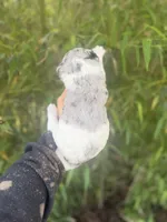 Felix , a male Aussiedoodle for sale in Glasgow, KY – Photo 2 of 7