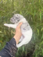 Felix , a male Aussiedoodle for sale in Glasgow, KY – Photo 3 of 7