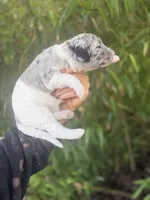Felix , a male Aussiedoodle for sale in Glasgow, KY – Photo 4 of 7