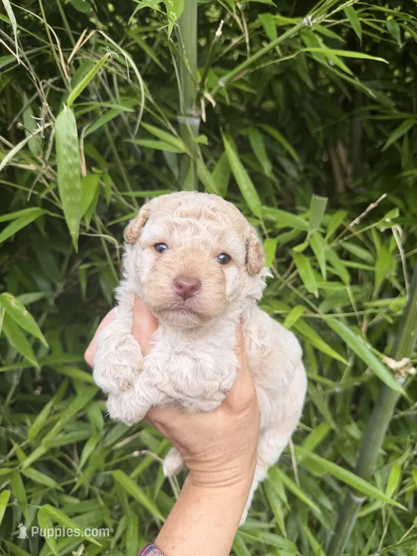  Tom – Cockapoo puppy for sale in Glasgow, KY