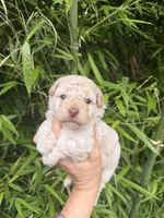  Tom, a male Cockapoo for sale in Glasgow, KY – 1 of 4
