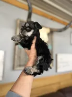Callie , a female Miniature Schnauzer for sale in Glasgow, KY – 3 of 5