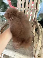 Paul , a male Pomapoo for sale in Glasgow, KY – 2 of 2