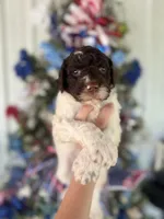 Mandy , a female Goldendoodle for sale in Glasgow, KY – 1 of 2