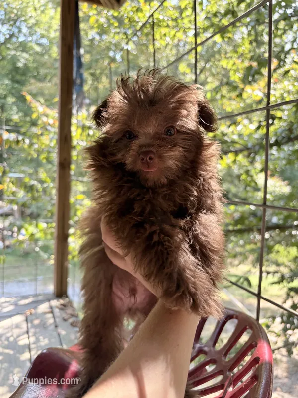 Fozzy – Pomapoo puppy for sale in Glasgow, KY