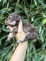 Mort , a male Miniature Schnauzer for sale in Glasgow, KY – 4 of 4