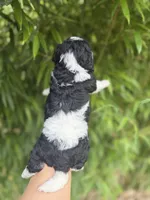 James , a male Cavapoo for sale in Glasgow, KY – 2 of 2