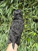 Mr Black , a male Miniature Aussiedoodle for sale in Glasgow, KY – 2 of 2