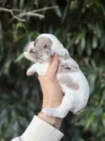 Penelope , a female Cocker Spaniel for sale in Glasgow, KY – 4 of 4