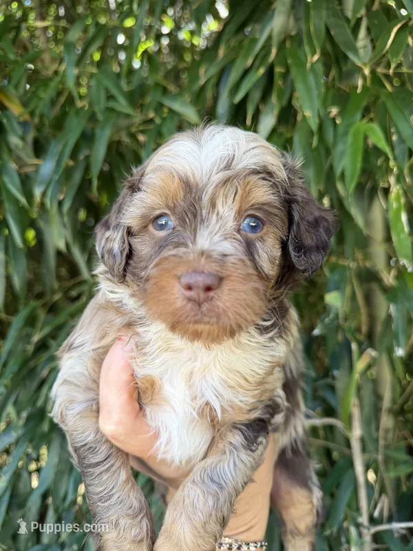 Tilly – Miniature Aussiedoodle puppy for sale in Glasgow, KY