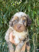 Tilly, a female Miniature Aussiedoodle for sale in Glasgow, KY – 1 of 3