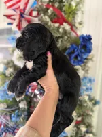 Espresso , a male Cocker Spaniel for sale in Glasgow, KY – 3 of 4