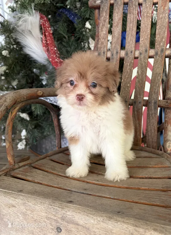 Petunia  – Pomapoo puppy for sale in Glasgow, KY