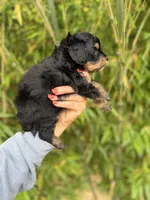 Milo , a male Aussiedoodle for sale in Glasgow, KY – 4 of 4