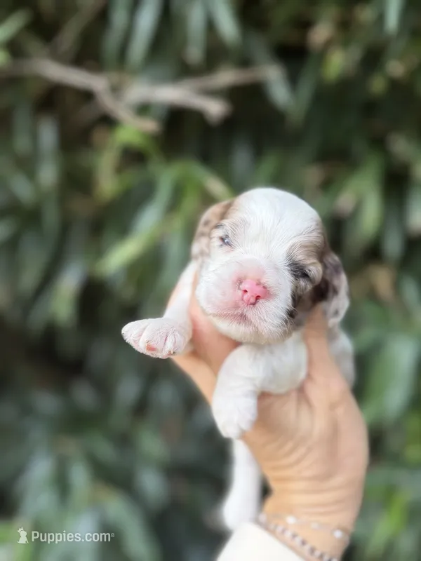 Penelope  – Cocker Spaniel puppy for sale in Glasgow, KY