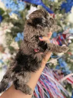Buck , a male Cockapoo for sale in Glasgow, KY – 4 of 4