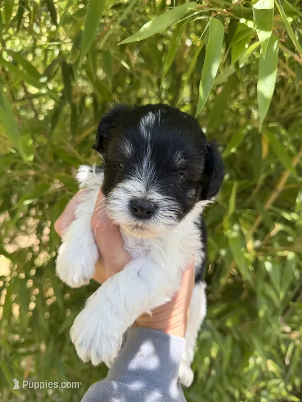 Thomas Franklin  – Miniature Schnauzer puppy for sale in Glasgow, KY