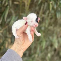 Lyla , a female Poochon for sale in Glasgow, KY – Photo 3 of 5