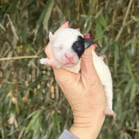 Lyla , a female Poochon for sale in Glasgow, KY – Photo 1 of 5