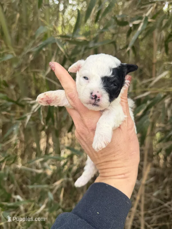 Lyla  – Poochon puppy for sale in Glasgow, KY