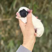 Lyla , a female Poochon for sale in Glasgow, KY – Photo 2 of 5