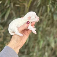 Lyla , a female Poochon for sale in Glasgow, KY – Photo 5 of 5