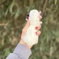 Lyla , a female Poochon for sale in Glasgow, KY – Photo 4 of 5