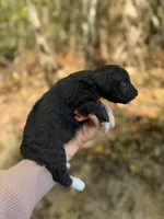 Forrest , a male Aussiedoodle for sale in Glasgow, KY – 4 of 4