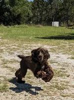 Sebastian , a male Cocker Spaniel for sale in Bethune, SC – 3 of 8