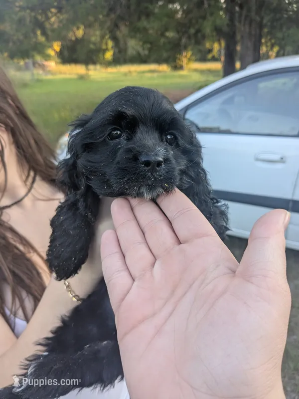 Sadie  – Cocker Spaniel puppy for sale in Bethune, SC