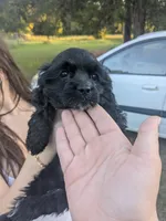 Sadie , a female Cocker Spaniel for sale in Bethune, SC – 1 of 2