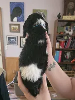 Sebastian , a male Cocker Spaniel for sale in Bethune, SC – 2 of 8